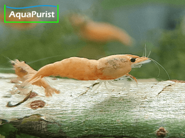 Jinsha Garnele Neocaridina davidi