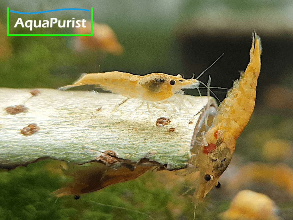 Jinsha Garnele Neocaridina davidi