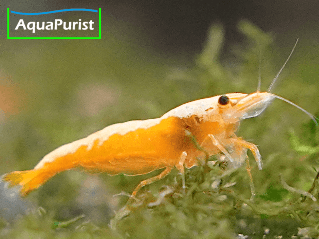 Jinsha Garnele Neocaridina davidi