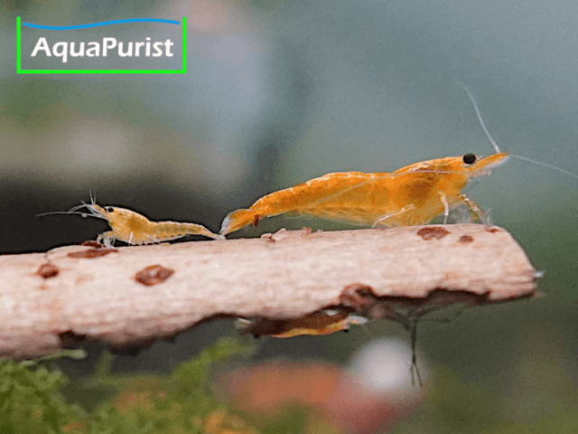 Jinsha Garnele Neocaridina davidi