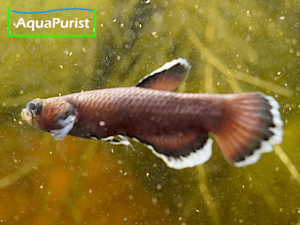Betta albimaginata „Malinau“ – Weißsaumkampffisch