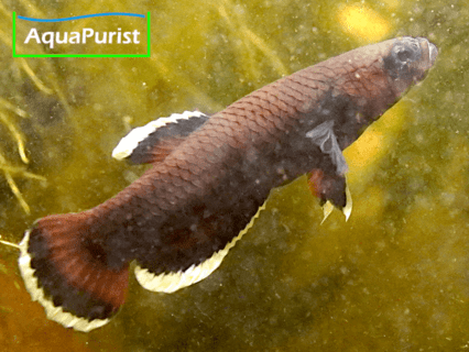 Betta albimaginata „Malinau“ – Weißsaumkampffisch