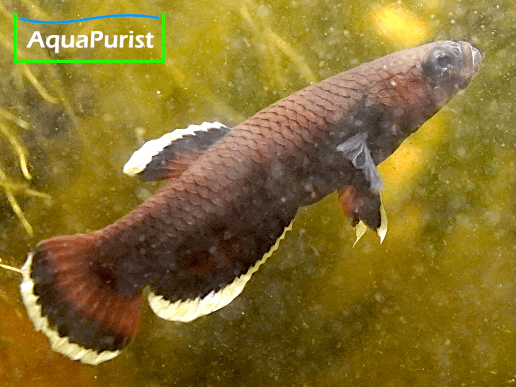 Betta albimaginata „Malinau“ – Weißsaumkampffisch