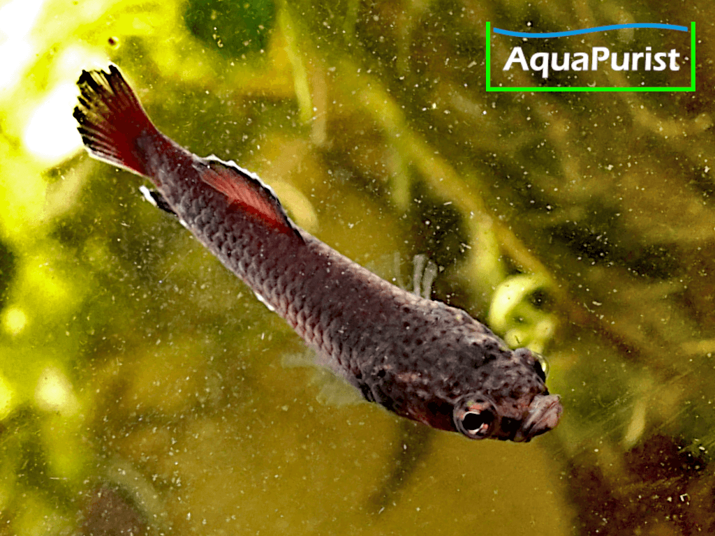 Betta albimaginata „Malinau“ – Weißsaumkampffisch