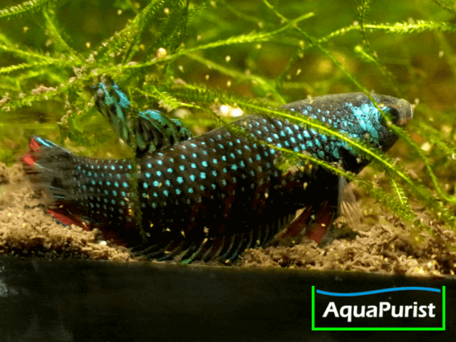 Betta imbellis Friedlicher Kampffisch