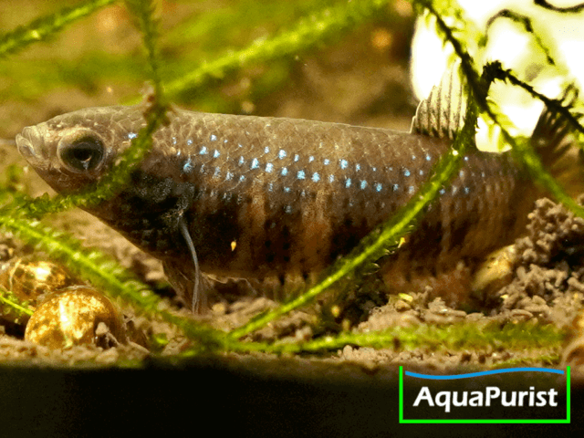 Betta imbellis Friedlicher Kampffisch