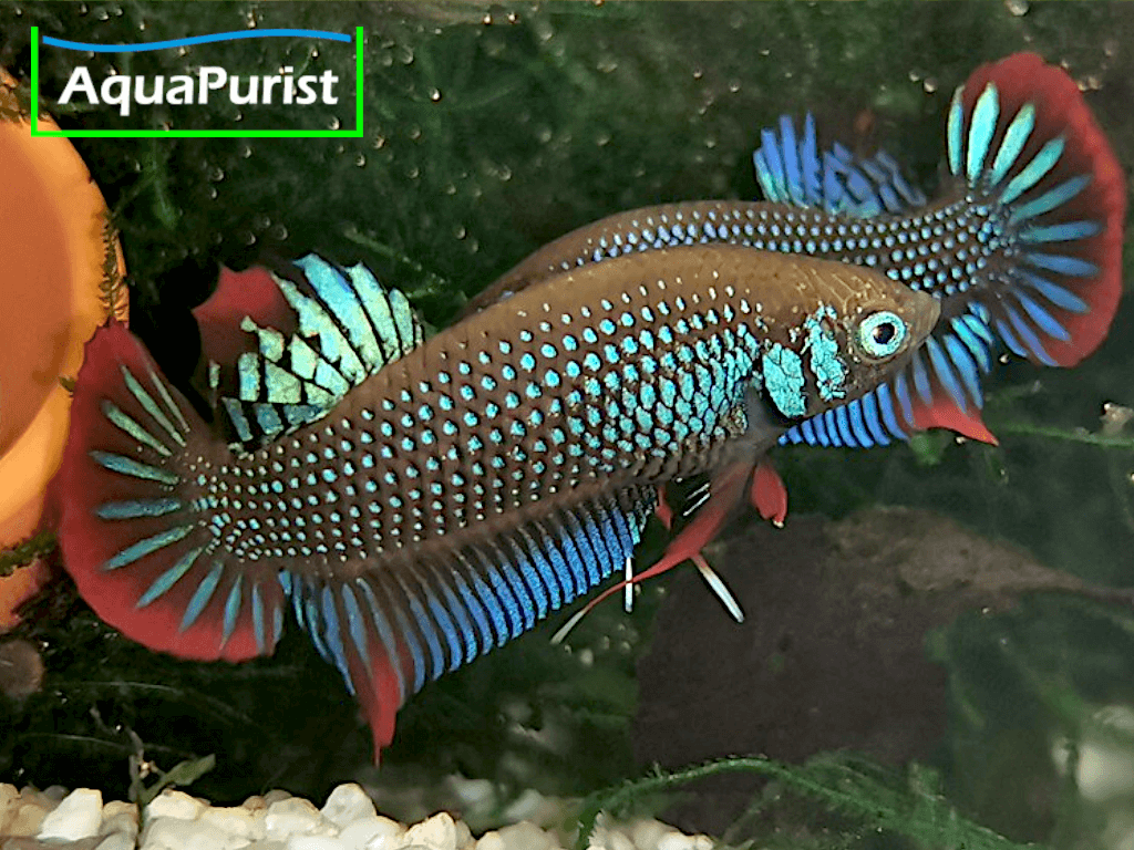 Betta imbellis Friedlicher Kampffisch