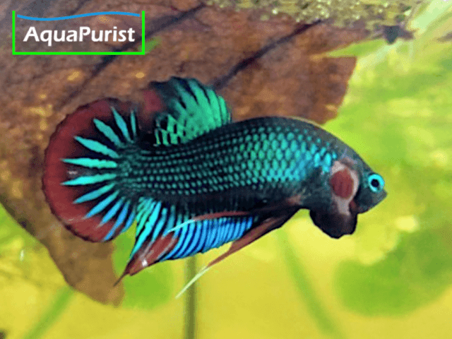 Betta imbellis Friedlicher Kampffisch
