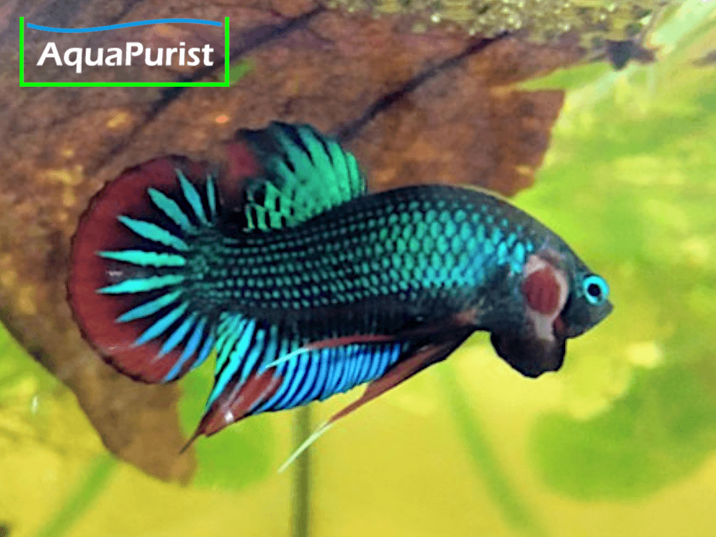 Betta imbellis Friedlicher Kampffisch