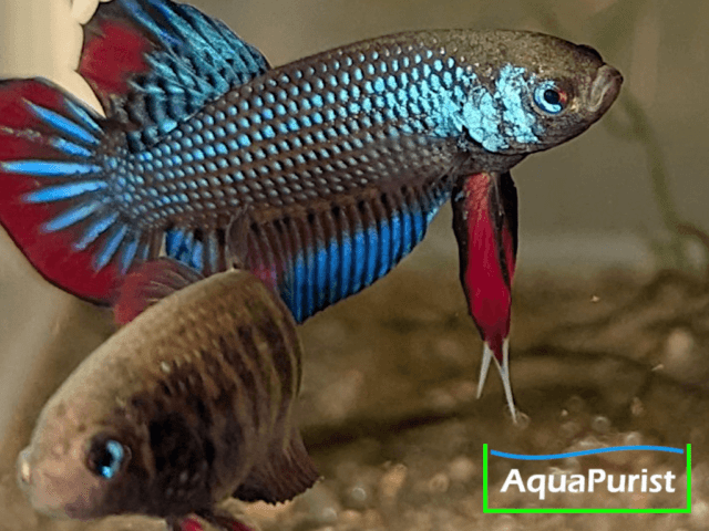 Betta imbellis Friedlicher Kampffisch