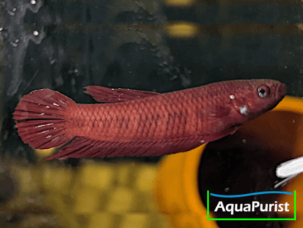 Betta tussyae Cherating
