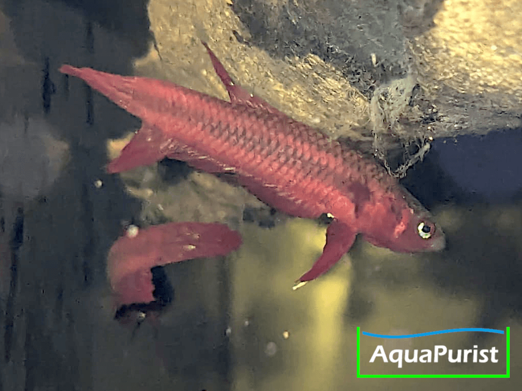 Betta tussyae Cherating Betta tussyae Cherating