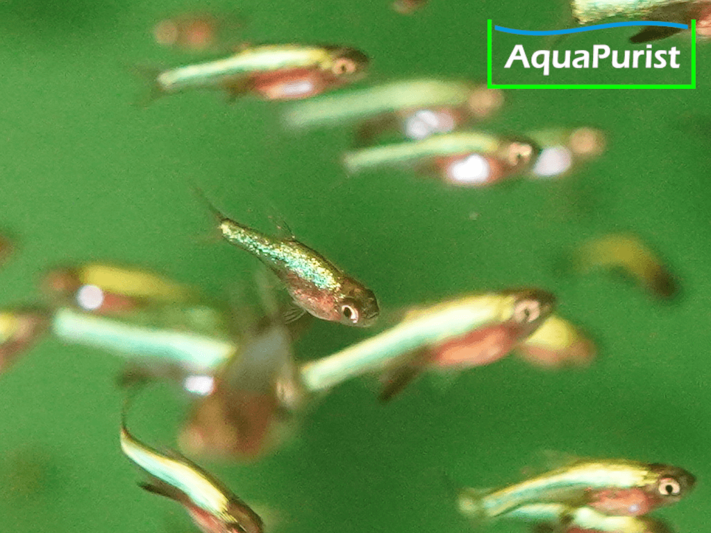 Sundadanio axelrodi - Blauer Axelrod Bärbling
