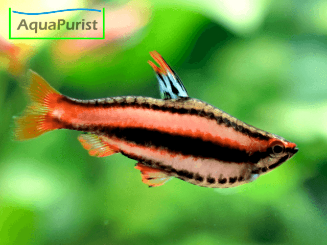 Purpurziersalmler (Nannostomus mortenthaleri)
