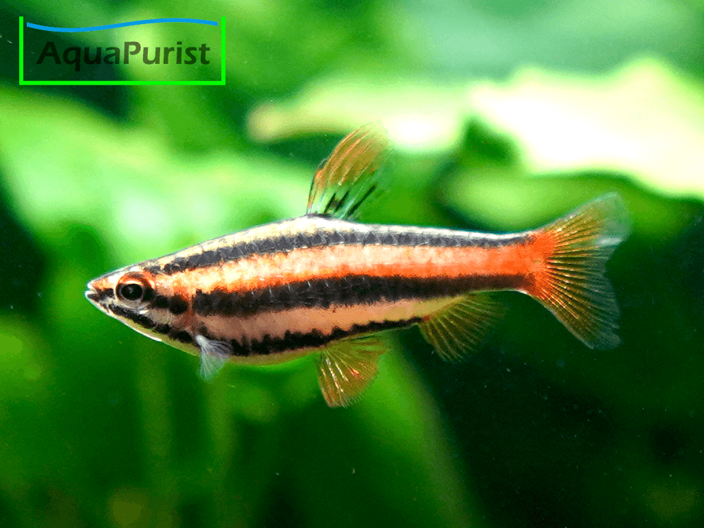 Purpurziersalmler (Nannostomus mortenthaleri)