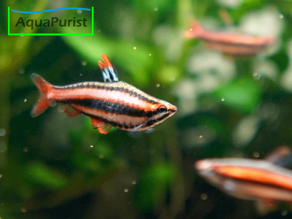 Purpurziersalmler (Nannostomus mortenthaleri)