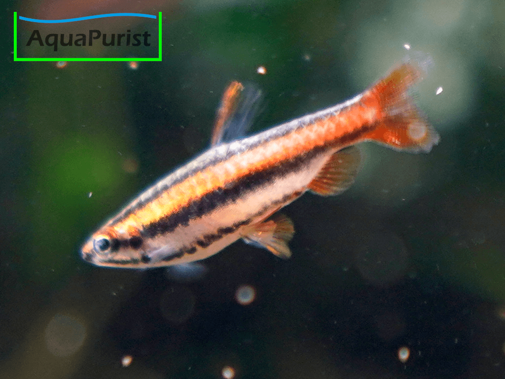 Purpurziersalmler (Nannostomus mortenthaleri)