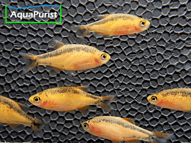 Perlhuhnbärbling Danio margaritatus GOLD Perlhuhnbärbling Danio margaritatus GOLD