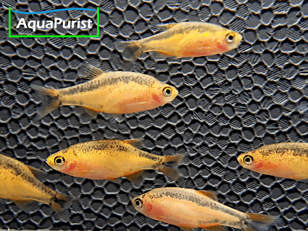 Perlhuhnbärbling Danio margaritatus GOLD Perlhuhnbärbling Danio margaritatus GOLD