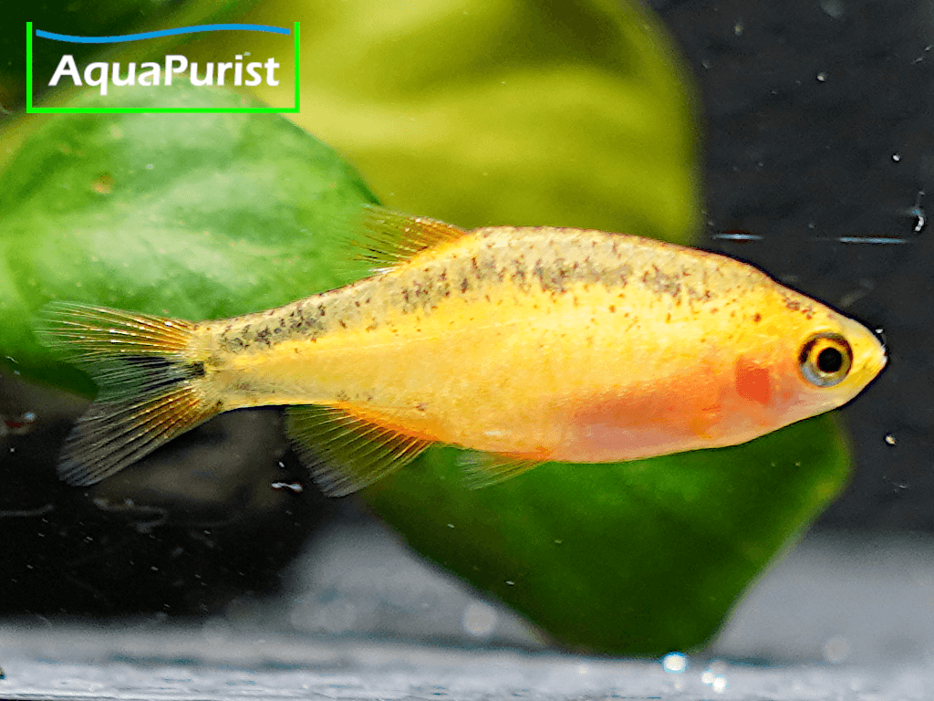 Perlhuhnbärbling Danio margaritatus GOLD Perlhuhnbärbling Danio margaritatus GOLD