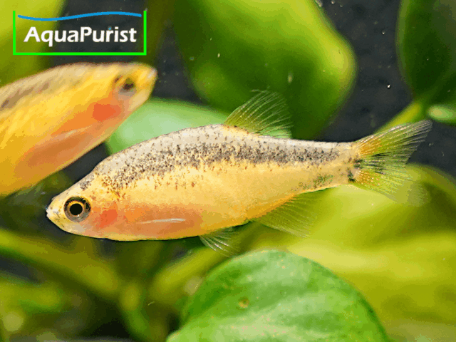 Perlhuhnbärbling Danio margaritatus GOLD Perlhuhnbärbling Danio margaritatus GOLD