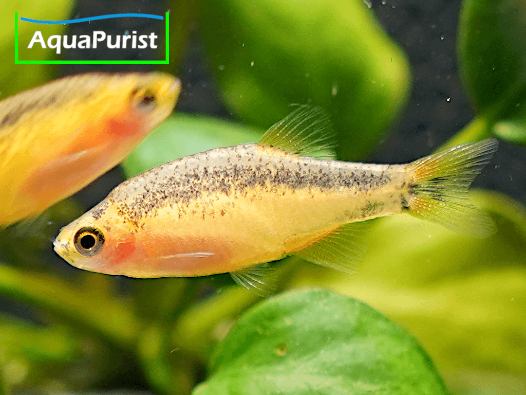 Perlhuhnbärbling Danio margaritatus GOLD Perlhuhnbärbling Danio margaritatus GOLD