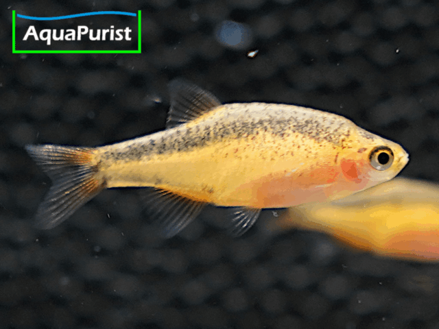 Perlhuhnbärbling Danio margaritatus GOLD Perlhuhnbärbling Danio margaritatus GOLD
