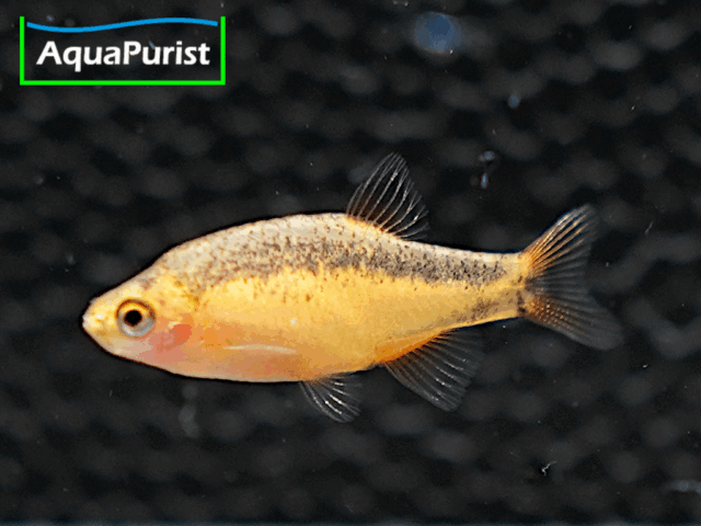 Perlhuhnbärbling Danio margaritatus GOLD Perlhuhnbärbling Danio margaritatus GOLD