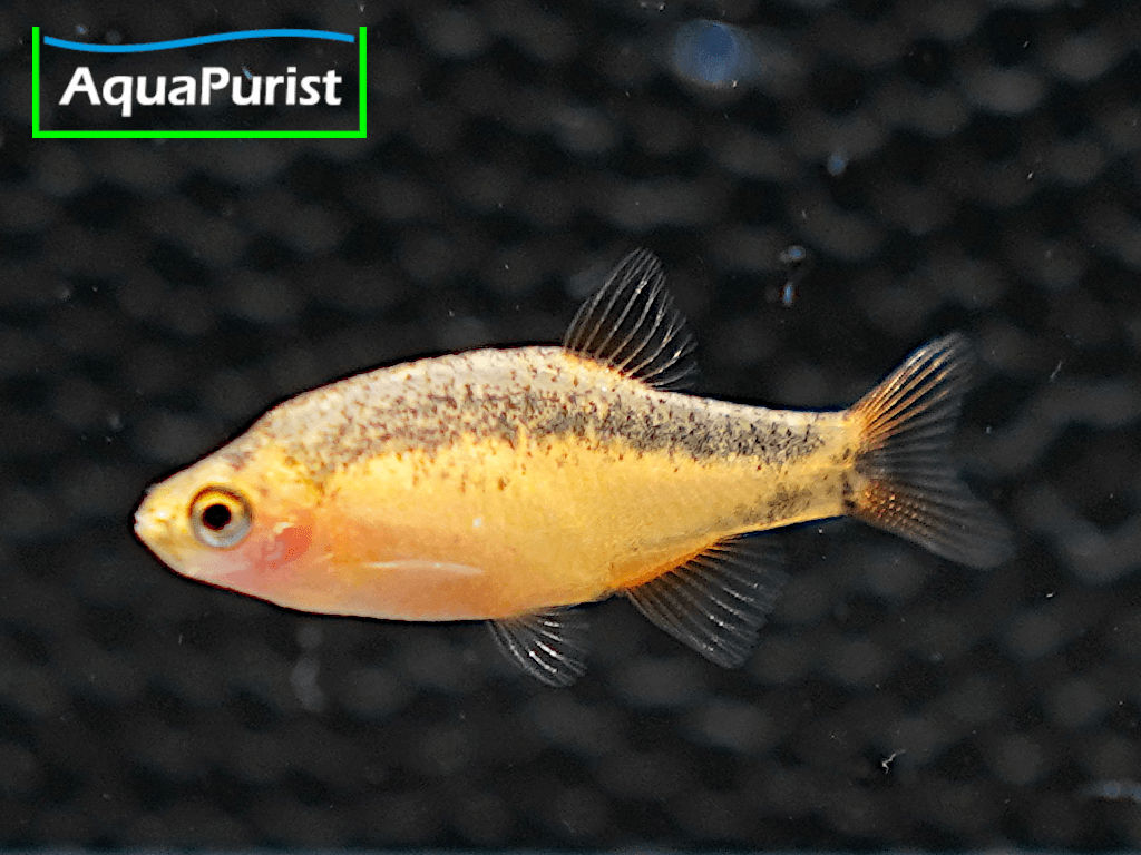 Perlhuhnbärbling Danio margaritatus GOLD Perlhuhnbärbling Danio margaritatus GOLD