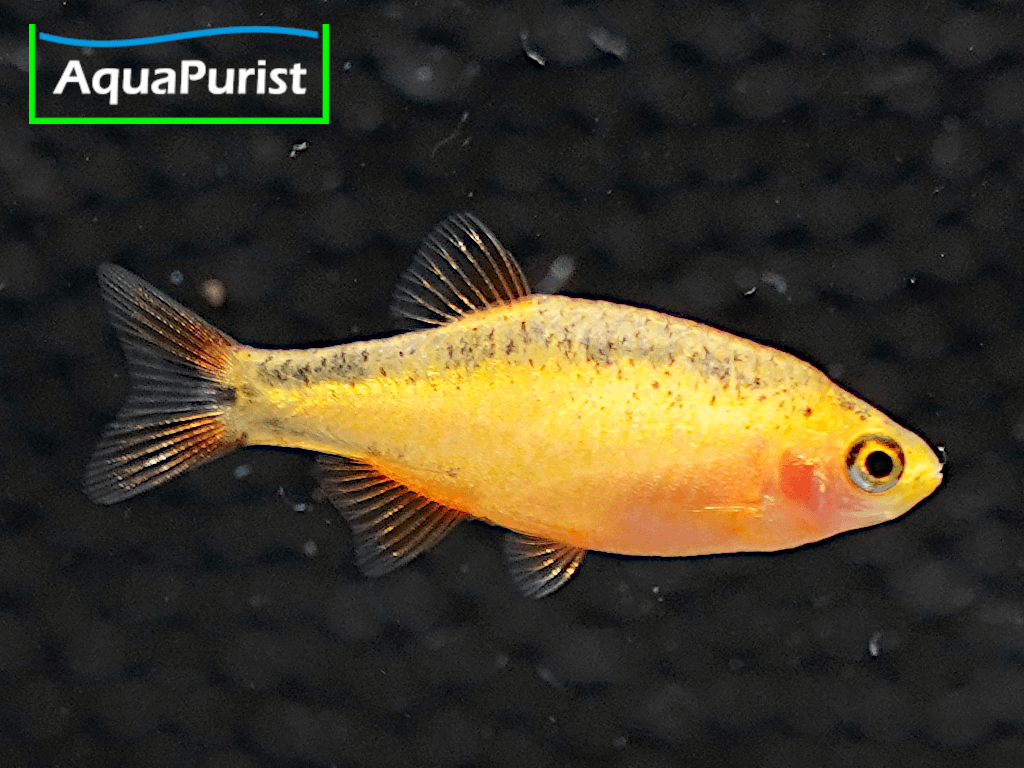Perlhuhnbärbling Danio margaritatus GOLD Perlhuhnbärbling Danio margaritatus GOLD