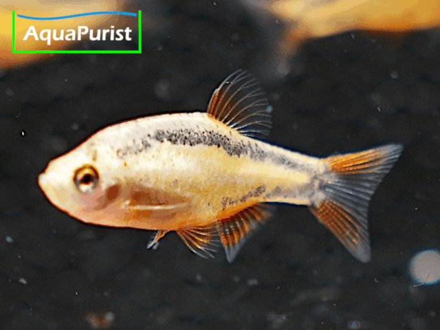 Perlhuhnbärbling Danio margaritatus GOLD Perlhuhnbärbling Danio margaritatus GOLD