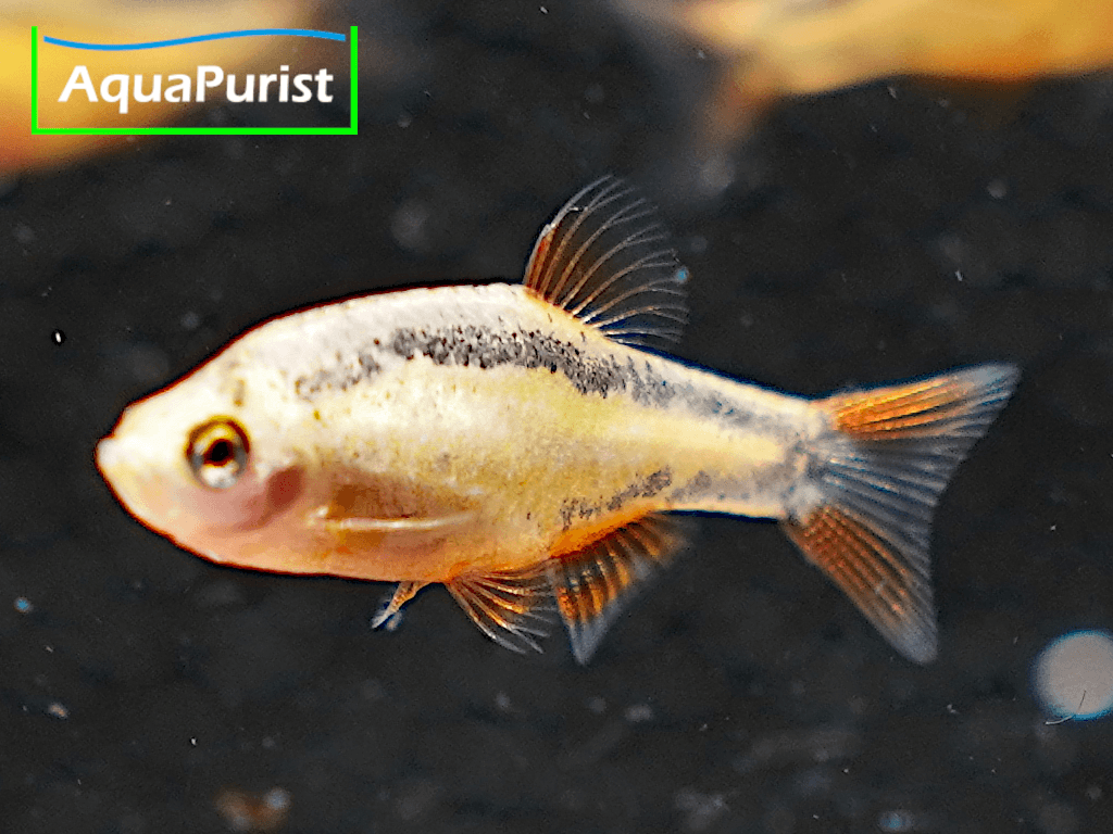 Perlhuhnbärbling Danio margaritatus GOLD Perlhuhnbärbling Danio margaritatus GOLD