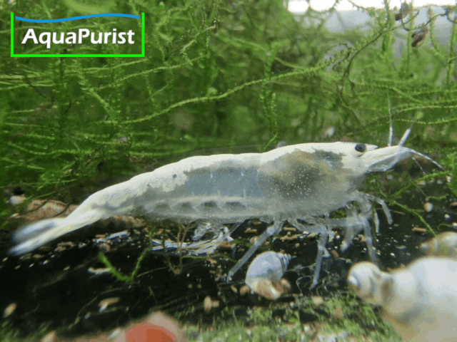 White Pearl Neon Snowstorm (Neocaridina davidi)