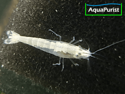 White Pearl Neon Snowstorm (Neocaridina davidi)