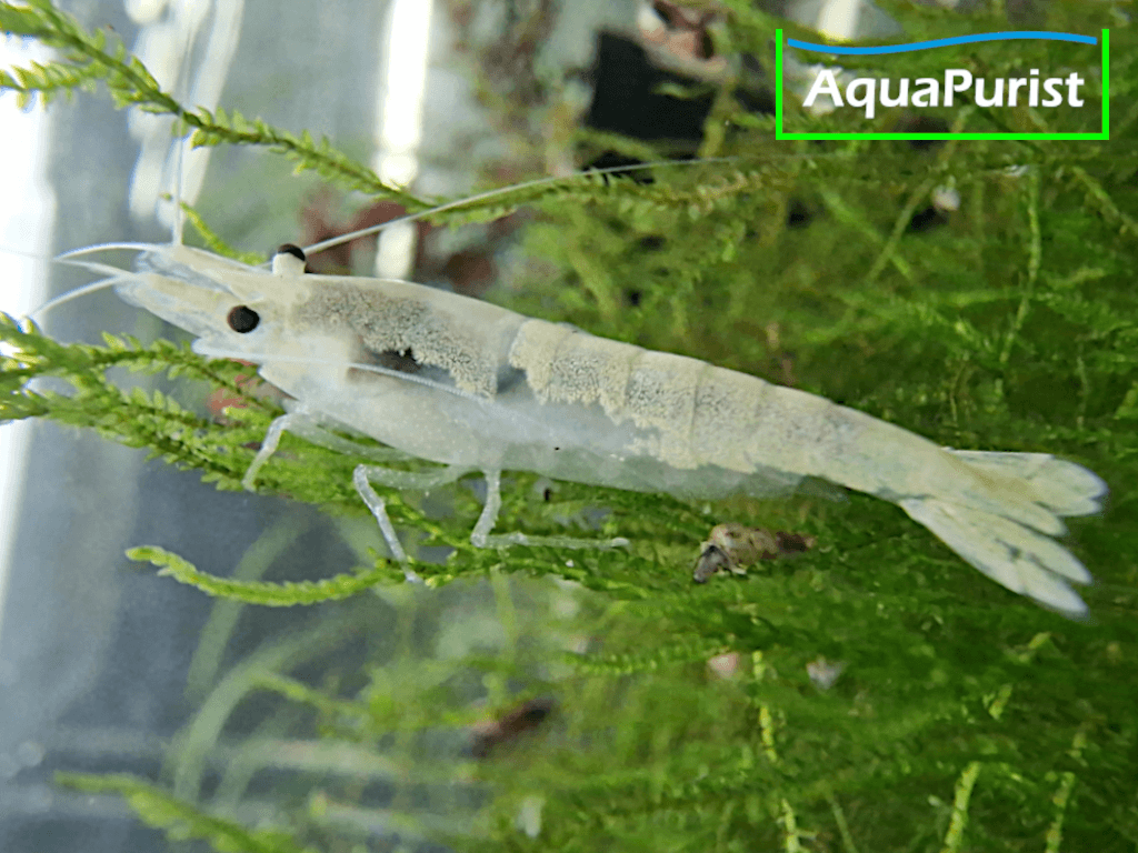 White Pearl Neon Snowstorm (Neocaridina davidi)