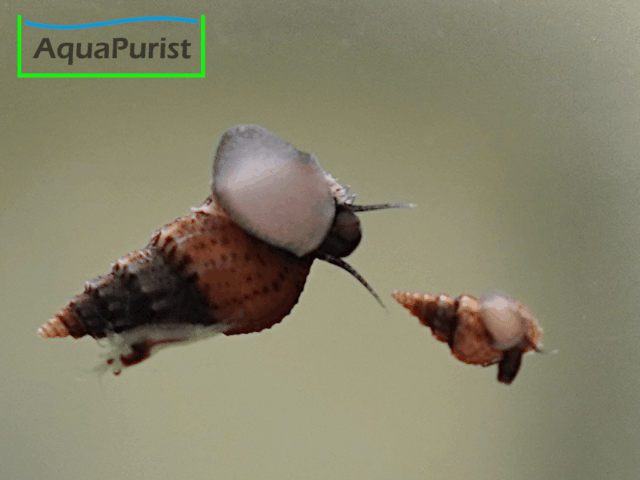Genoppte Turmdeckelschnecke - Nöppie (Tarebia granifera) Genoppte Turmdeckelschnecke - Nöppie (Tarebia granifera)