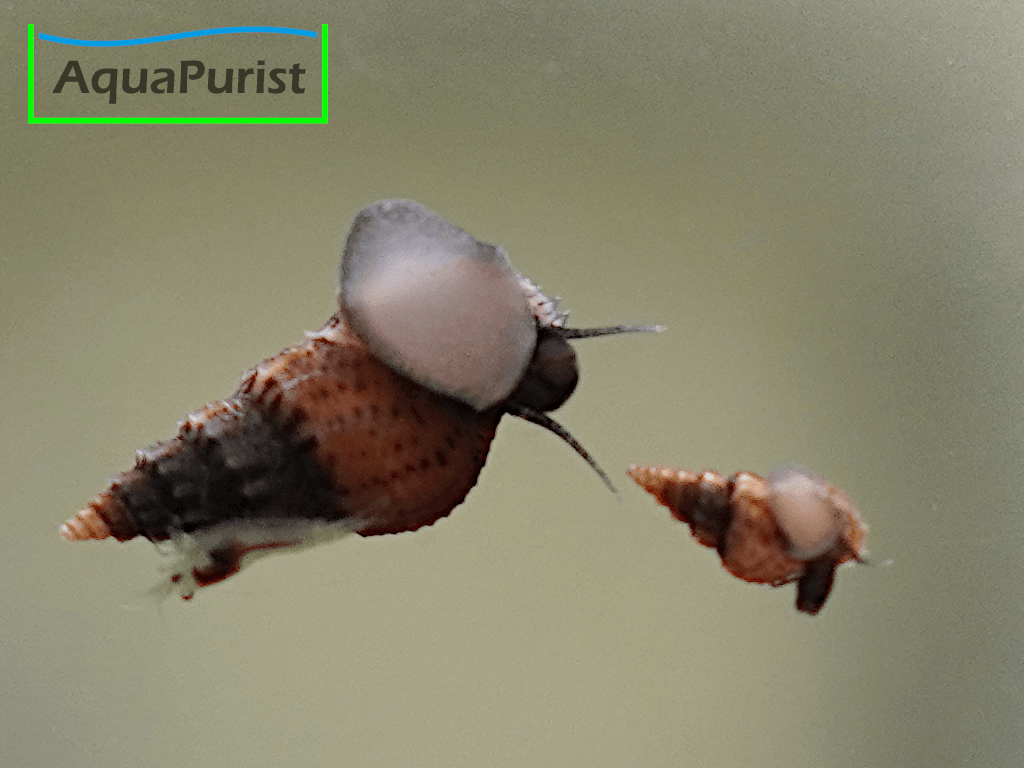 Genoppte Turmdeckelschnecke - Nöppie (Tarebia granifera) Genoppte Turmdeckelschnecke - Nöppie (Tarebia granifera)