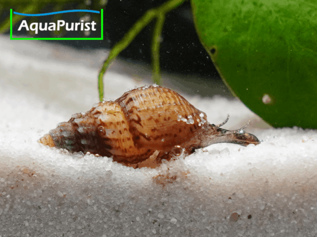 Genoppte Turmdeckelschnecke - Nöppie (Tarebia granifera) Genoppte Turmdeckelschnecke - Nöppie (Tarebia granifera)