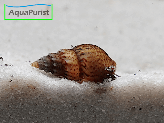 Genoppte Turmdeckelschnecke - Nöppie (Tarebia granifera) Genoppte Turmdeckelschnecke - Nöppie (Tarebia granifera)
