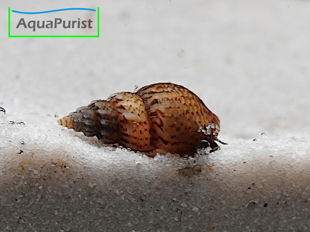 Genoppte Turmdeckelschnecke - Nöppie (Tarebia granifera) Genoppte Turmdeckelschnecke - Nöppie (Tarebia granifera)