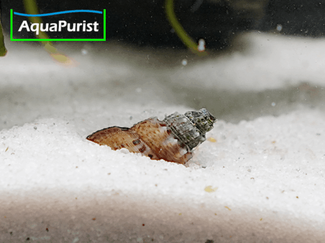 Genoppte Turmdeckelschnecke - Nöppie (Tarebia granifera) Genoppte Turmdeckelschnecke - Nöppie (Tarebia granifera)
