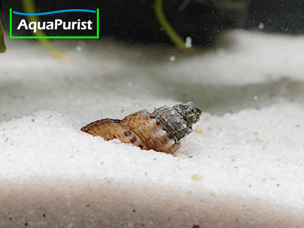 Genoppte Turmdeckelschnecke - Nöppie (Tarebia granifera) Genoppte Turmdeckelschnecke - Nöppie (Tarebia granifera)