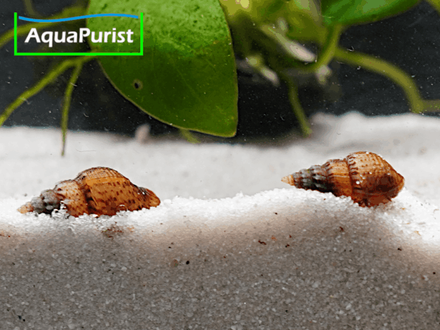 Genoppte Turmdeckelschnecke - Nöppie (Tarebia granifera) Genoppte Turmdeckelschnecke - Nöppie (Tarebia granifera)