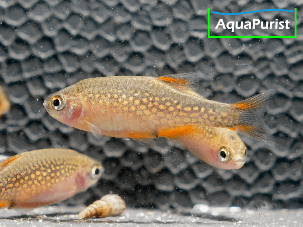 Perlhuhnbärbling (Danio margaritatus) VARIABLER Stamm