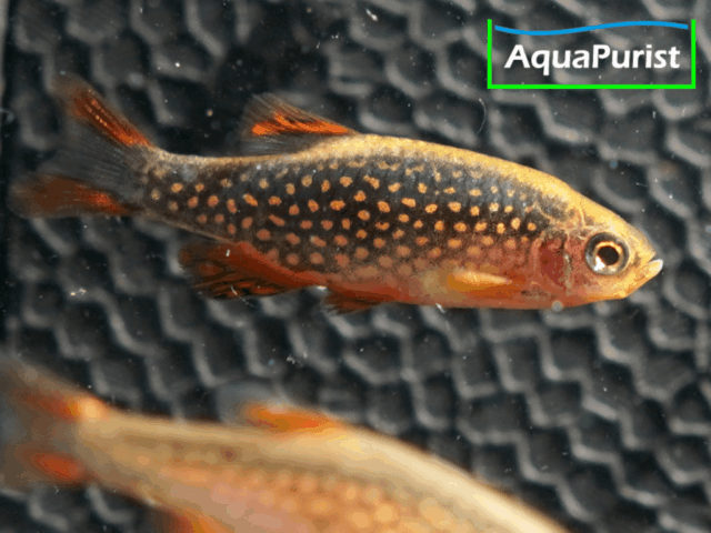 Perlhuhnbärbling (Danio margaritatus) VARIABLER Stamm