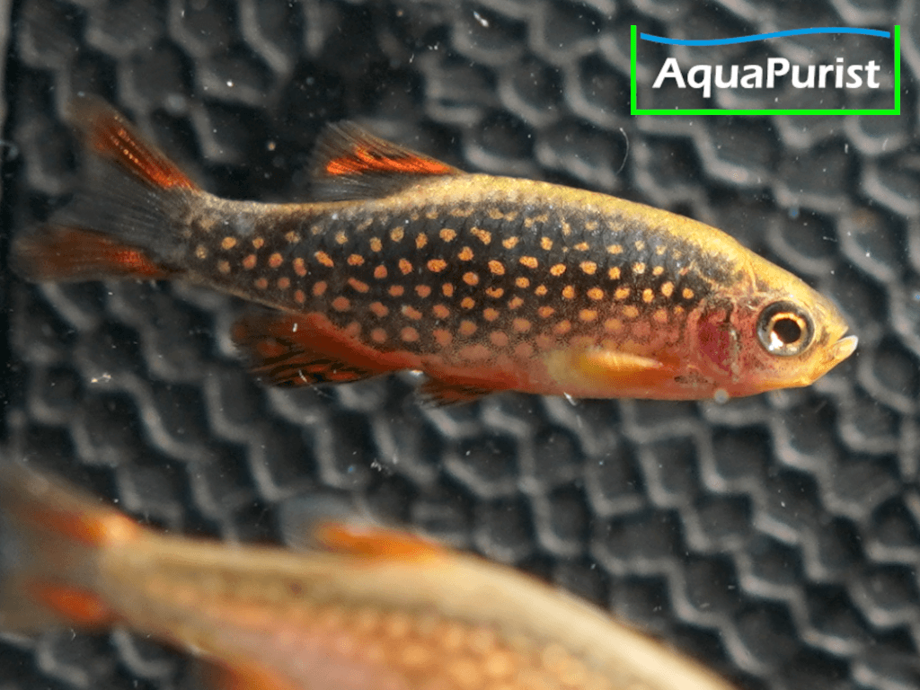 Perlhuhnbärbling (Danio margaritatus) VARIABLER Stamm