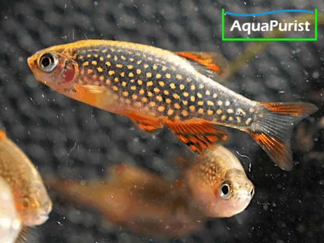 Perlhuhnbärbling (Danio margaritatus) VARIABLER Stamm