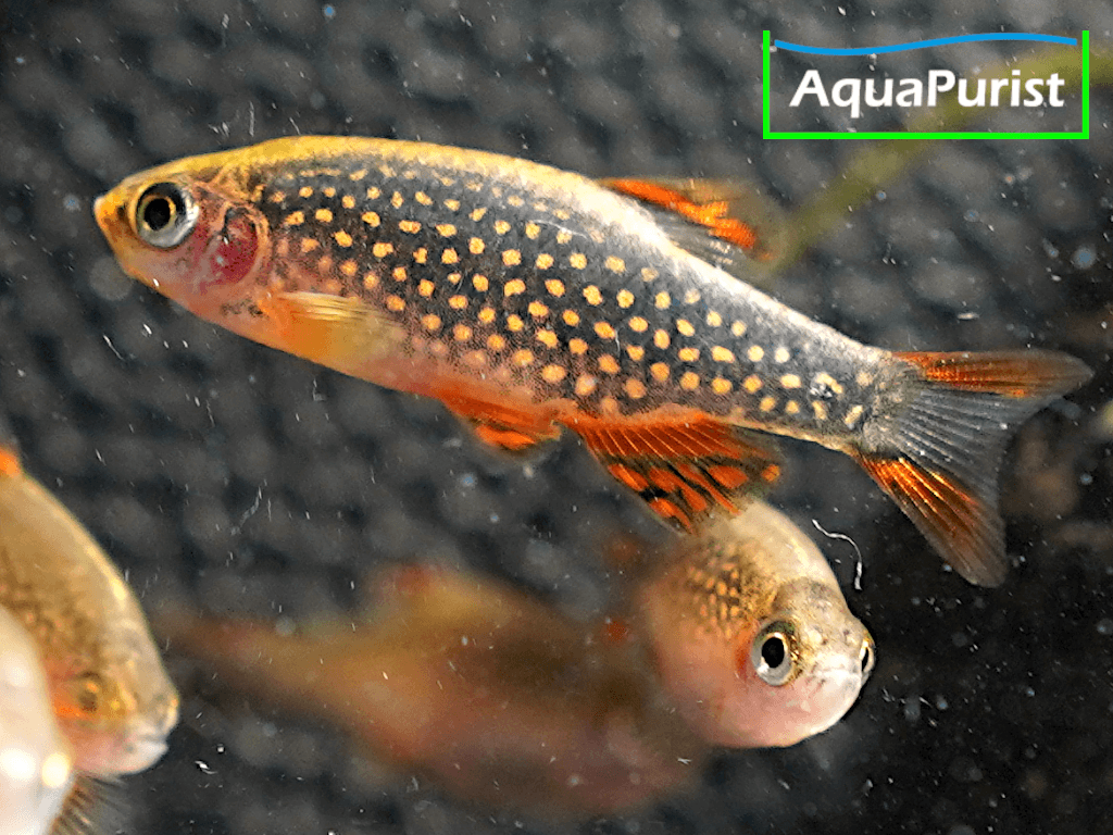 Perlhuhnbärbling (Danio margaritatus) VARIABLER Stamm
