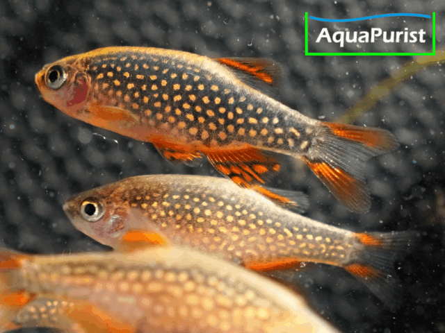 Perlhuhnbärbling (Danio margaritatus) VARIABLER Stamm