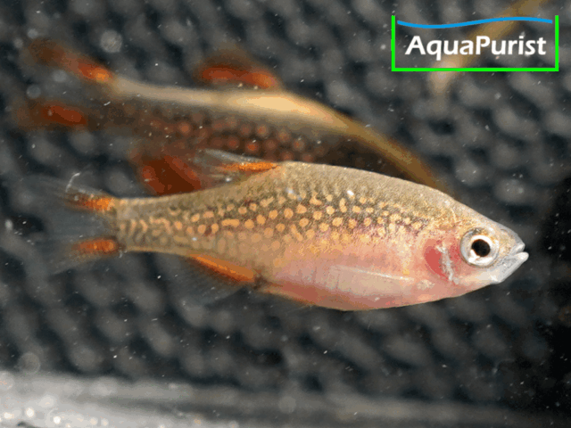 Perlhuhnbärbling (Danio margaritatus) VARIABLER Stamm